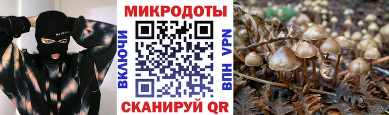 Псилоцибиновые грибы Psilocybine cubensis блэк спрут рабочий сайт Назрань